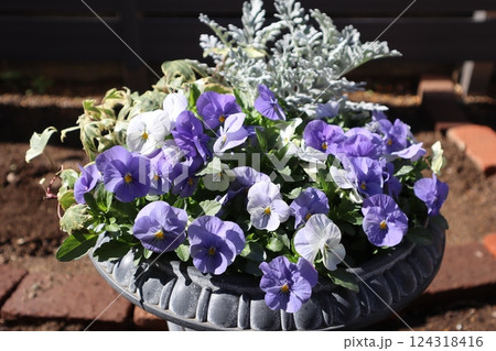 種から育てたパステルカラーのビオラ 種から育てたパステルカラーのビオラ 124318416