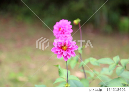 可愛い　ダリアの花 124318491