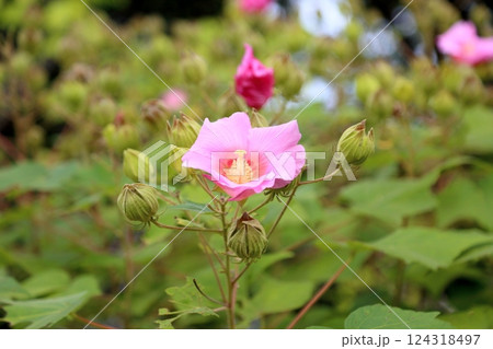 可愛い フヨウの花 可愛い フヨウの花 124318497