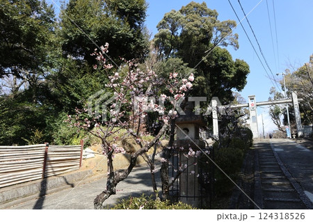 梅薫る大阪高槻城天満宮の春 梅薫る大阪高槻城天満宮の春 124318526