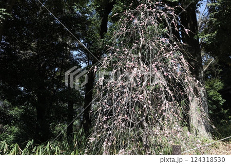 梅薫る大阪高槻城天満宮の春 124318530
