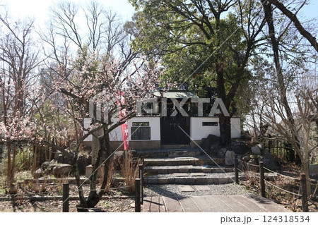 梅薫る大阪高槻城天満宮の春 梅薫る大阪高槻城天満宮の春 124318534