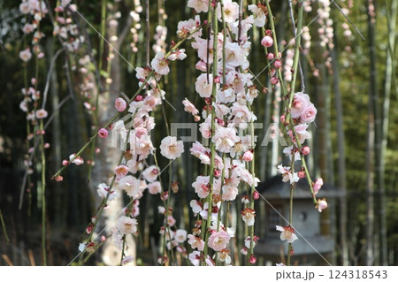 梅薫る大阪高槻城天満宮の春 124318543