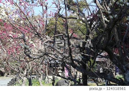 梅薫る大阪高槻城天満宮の春 梅薫る大阪高槻城天満宮の春 124318561