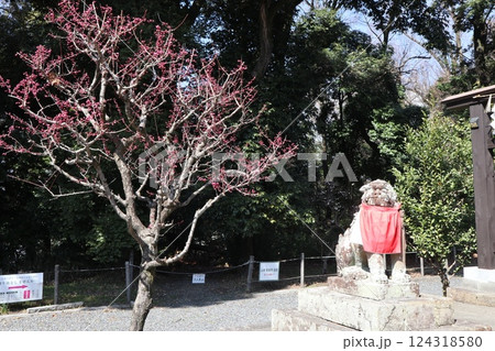 梅薫る大阪高槻城天満宮の春 梅薫る大阪高槻城天満宮の春 124318580