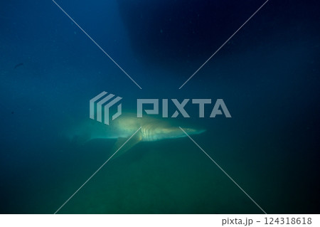 シロワニ　小笠原　東京都 124318618