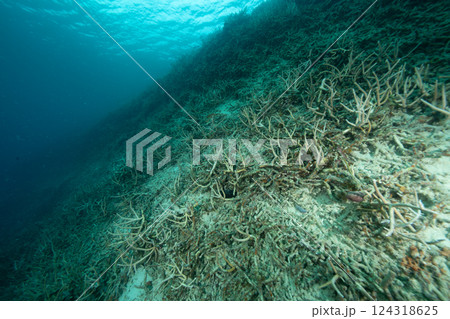 死んだサンゴ　小笠原　東京都 124318625