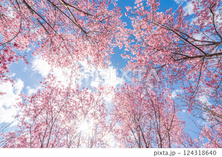 青空に映える早咲きのかんひ桜 春 青空に映える早咲きのかんひ桜 春 124318640