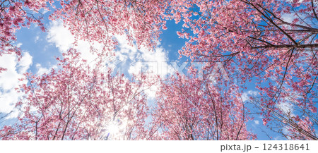 青空に映える早咲きのかんひ桜　春 124318641