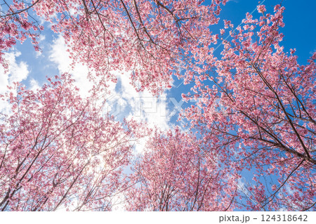 青空に映える早咲きのかんひ桜　春 124318642