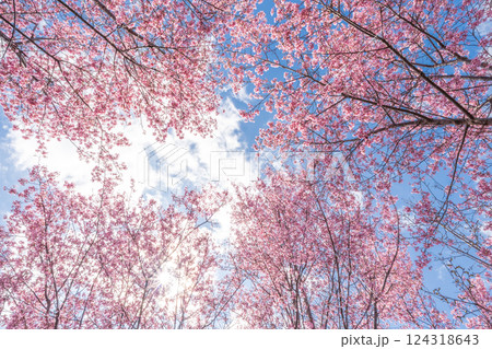青空に映える早咲きのかんひ桜　春 124318643