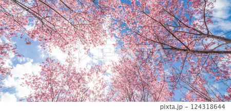 青空に映える早咲きのかんひ桜　春 124318644