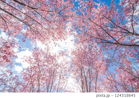 青空に映える早咲きのかんひ桜 春 青空に映える早咲きのかんひ桜 春 124318645