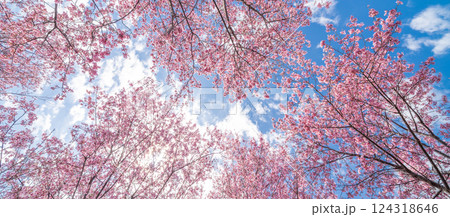 青空に映える早咲きのかんひ桜　春 124318646