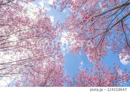 青空に映える早咲きのかんひ桜　春 124318647