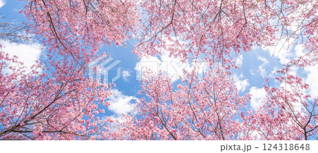 青空に映える早咲きのかんひ桜 春 青空に映える早咲きのかんひ桜 春 124318648