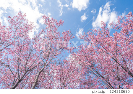 青空に映える早咲きのかんひ桜　春 124318650