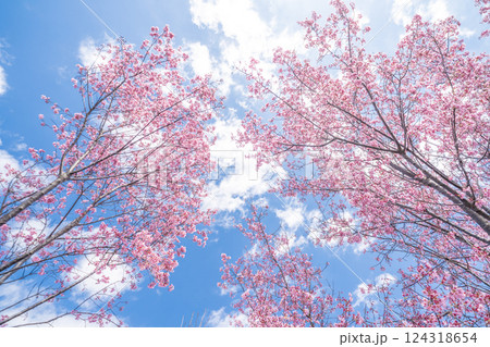 青空に映える早咲きのかんひ桜　春 124318654
