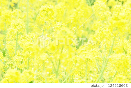 菜の花を素材にしたイエロー系の背景素材 124318668