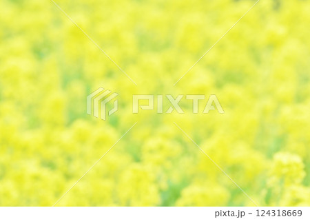 菜の花を素材にしたイエロー系の背景素材 124318669