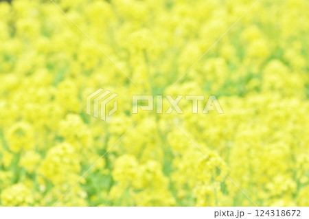 菜の花を素材にしたイエロー系の背景素材 菜の花を素材にしたイエロー系の背景素材 124318672