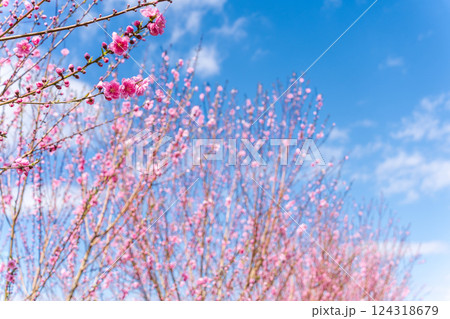 春空に映える花桃　春 124318679