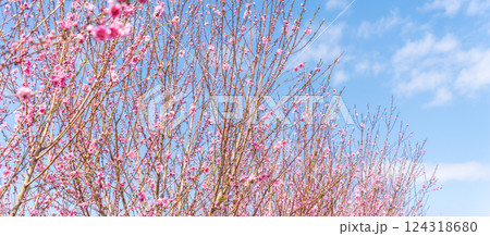 春空に映える花桃　春 124318680