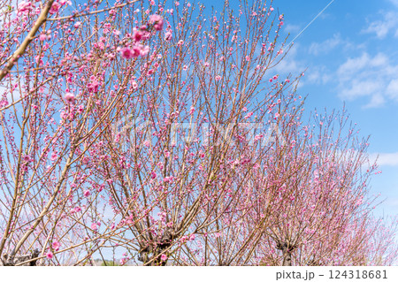 春空に映える花桃　春 124318681