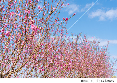 春空に映える花桃　春 124318685