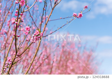 春空に映える花桃　春 124318688