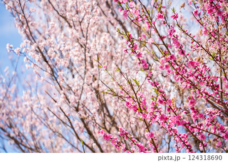 春空に映える花桃　春 124318690