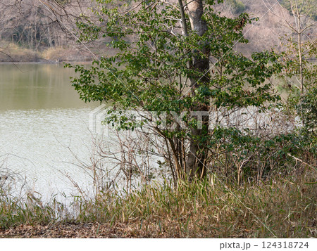 早春の水辺風景 124318724