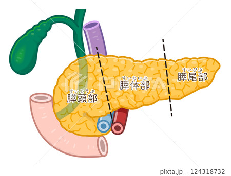 膵臓・十二指腸・胆嚢・胆道・門脈のイラスト pancreas illustration 124318732