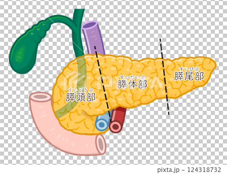 膵臓・十二指腸・胆嚢・胆道・門脈のイラスト pancreas illustration 124318732