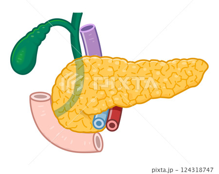 膵臓・十二指腸・胆嚢・胆道・門脈のイラスト pancreas illustration 124318747