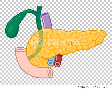 膵臓・十二指腸・胆嚢・胆道・門脈のイラスト pancreas illustration 124318747