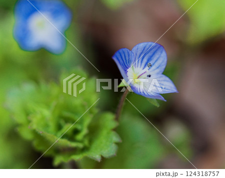 コバルトブルーの花 オオバコ科オオイヌノフグリ 124318757