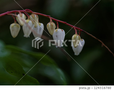 ツツジ科アセビ属の常緑性低木 アセビの白い花 124318780