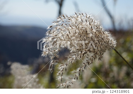 秋の陽にそよぐ薄 124318901