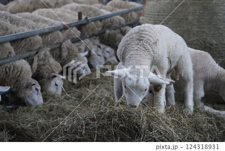 牧草を食む羊 124318931