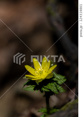 早春の霊山岳南西尾根に咲くフクジュソウ 124319801