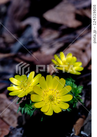 早春の霊山岳南西尾根に咲くフクジュソウ 124319808