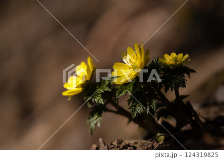 早春の霊山岳南西尾根に咲くフクジュソウ 早春の霊山岳南西尾根に咲くフクジュソウ 124319825