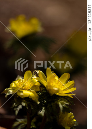 早春の霊山岳南西尾根に咲くフクジュソウ 124319835