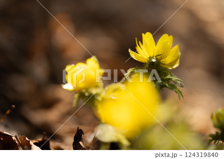早春の霊山岳南西尾根に咲くフクジュソウ 早春の霊山岳南西尾根に咲くフクジュソウ 124319840