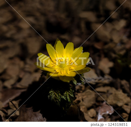 早春の霊山岳南西尾根に咲くフクジュソウ 124319851
