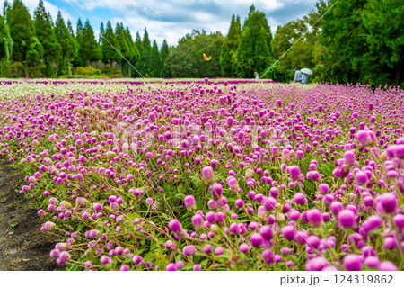 大分県竹田市　秋のくじゅう花公園の丸いピンクが可愛らしい千日紅の花畑 124319862