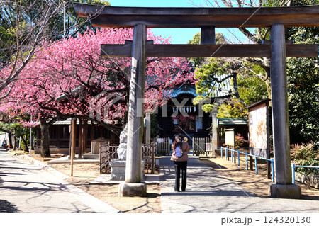 品川の神社に鮮やかに咲く早咲きサクラ 124320130
