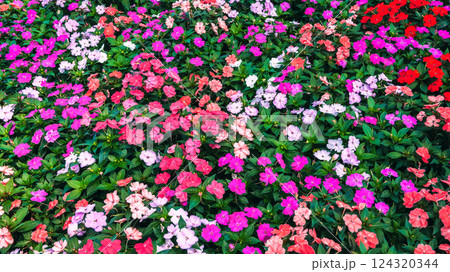 multicolored Impatiens walleriana blooming flowers on a flower bed in garden in summer. Beautiful floral background 124320344