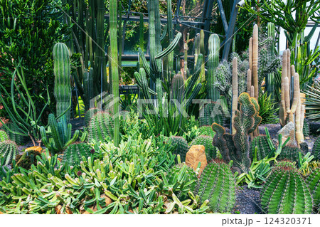 beautiful cacti and succulents in greenhouse at botanical garden of tropical plants 124320371